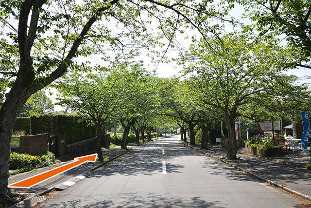 4、桜並木の通りをそのまま下って行きます。