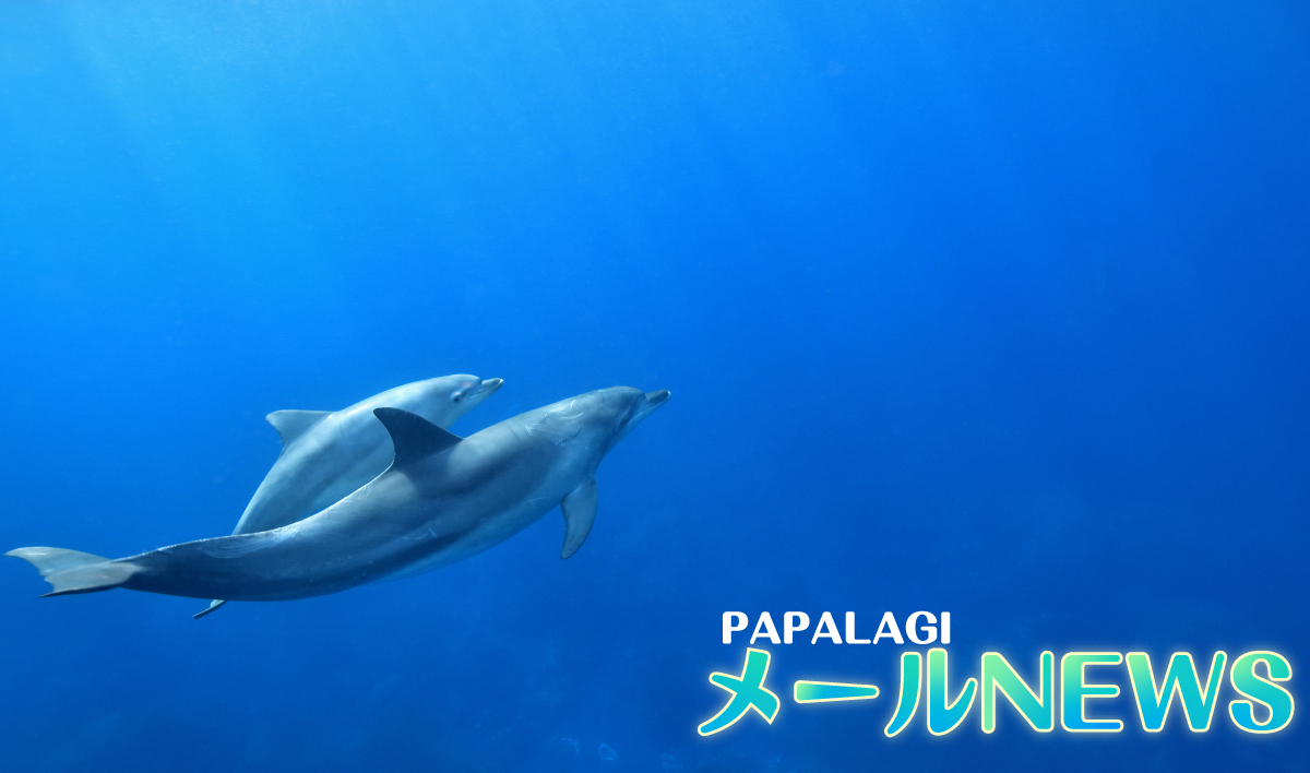 PAPALAGIメールニュース