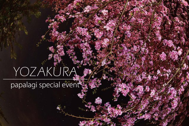 パパラギ 夜桜イベント