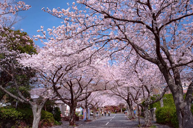 城ヶ崎海岸駅からの桜のトンネル