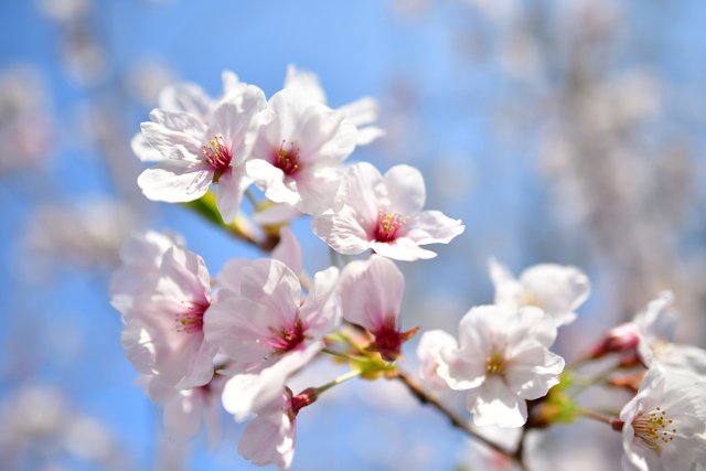 桜の花