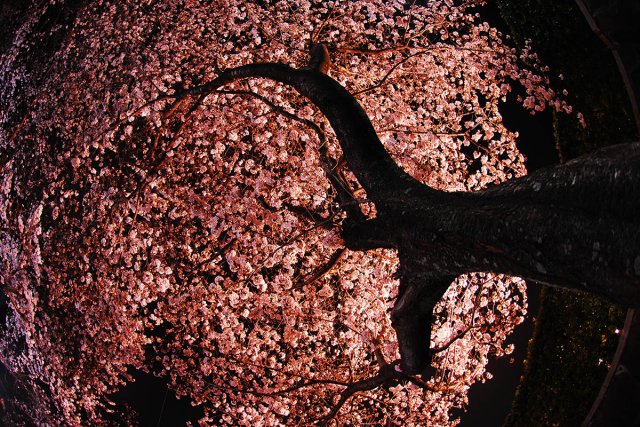 大きな木 夜桜