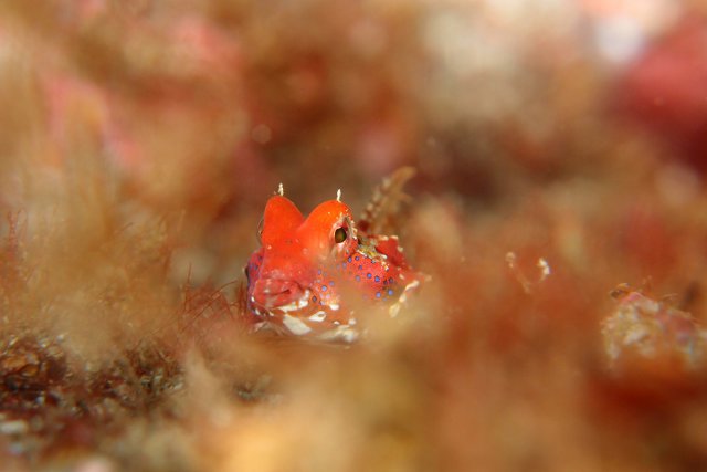 ヤマドリ