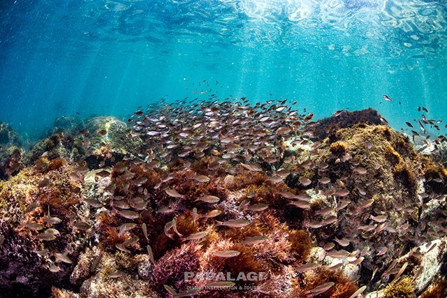 エントリーから魚に囲まれる