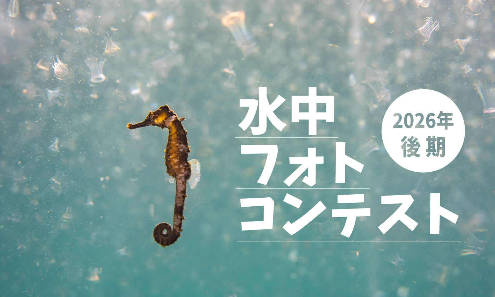 水中フォトコンテスト2026後期