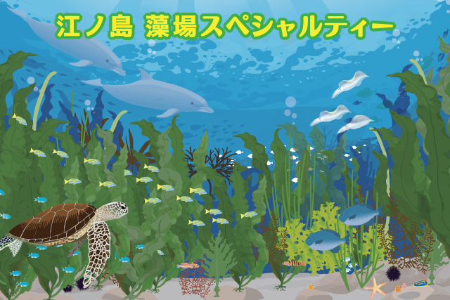 PADI江ノ島藻場・SP