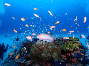 奄美大島&emsp;'25/3/3〜5&emsp;清水