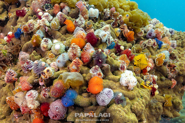 密度の濃いイバラカンザシ