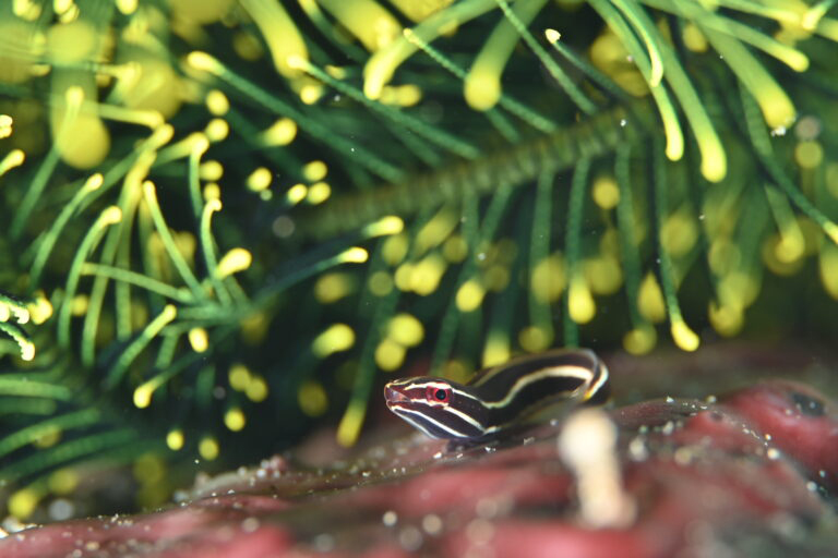 ウミシダとウバウオ