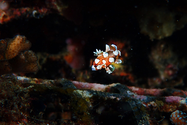 チョウチョウコショウダイyg