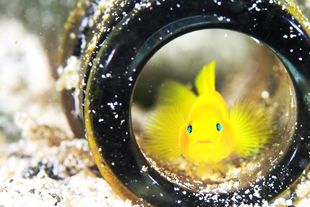 ミジンベニハゼ