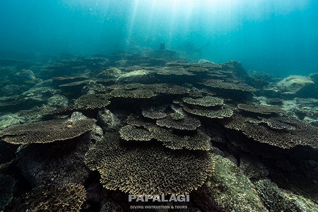 一面のテーブルサンゴ