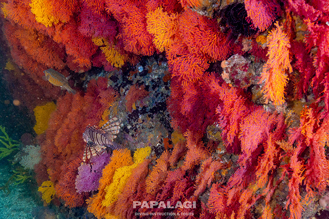 岩を覆い隠すほどのソフトコーラル