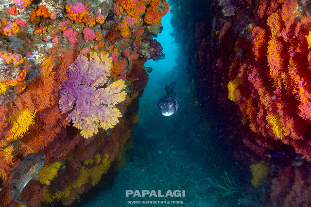 ソフトコーラルのトンネル