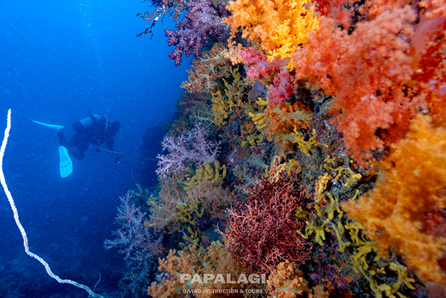 カラフルなトサカ