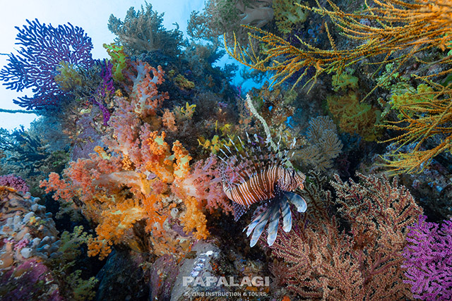 壁のようなソフトコーラル群