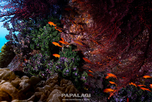 パプアニューギニアのような海