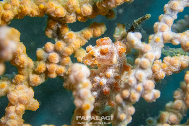 ピグミーシーホース