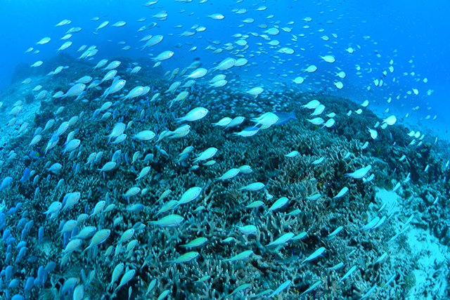 のんびりカラフルな魚に癒されましょう