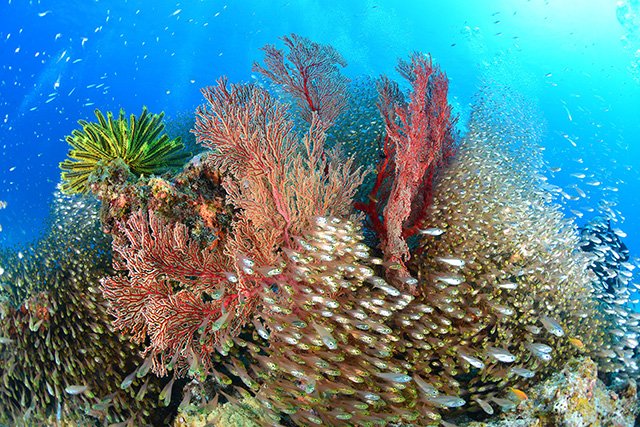 現地の保全活動もあって豊かな海がケラマにはある
