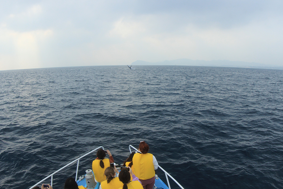 ボートからホエールウォッチング1