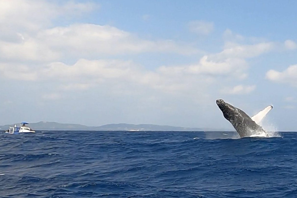 ボートからホエールウォッチング2