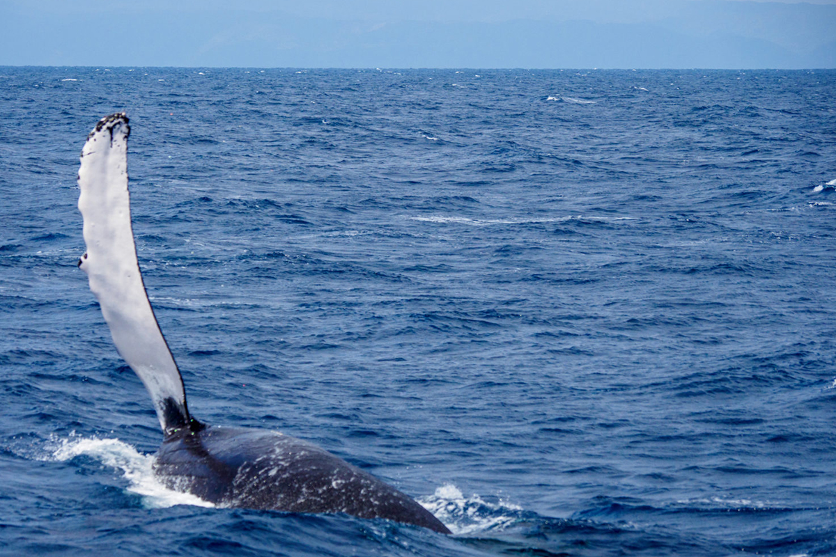 ボートからホエールウォッチング3