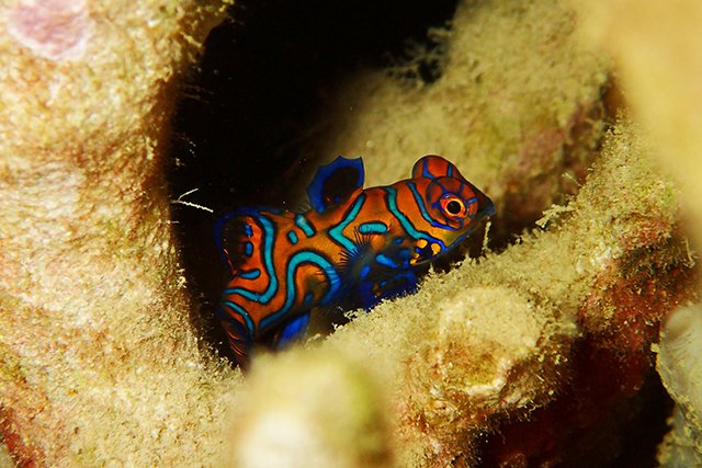 サンセットダイブではニシキテグリのペアリング（産卵）も見られるかも