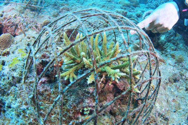 自分で植えたサンゴは愛おしい！数年後には大きく育っています