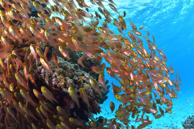 慶良間の豊富な魚影