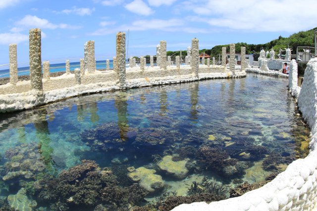 たくさんのサンゴの苗木があります