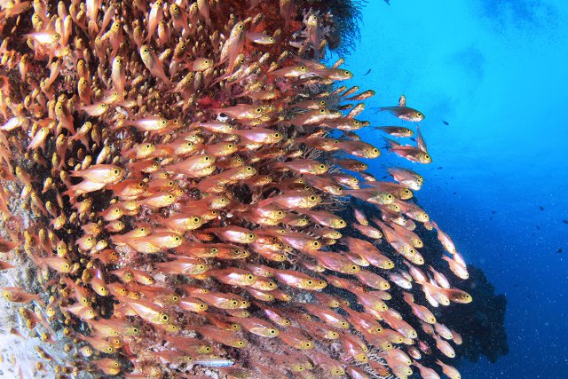 サンゴの周りには、埋め尽くすようなキンメモドキ