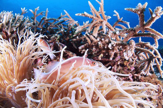 元気なサンゴにはたくさんの生物が棲んでいます