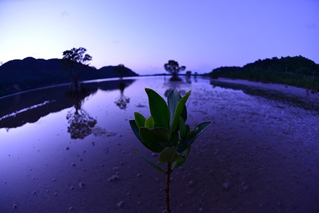 夕日のマングローブ