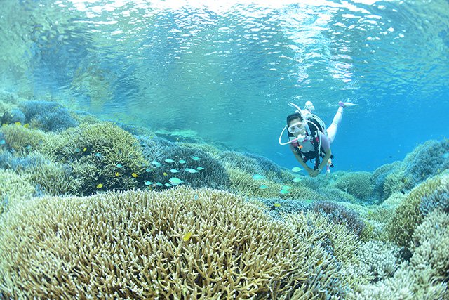 「シークレットガーデン」と呼ばれる一面サンゴのポイント