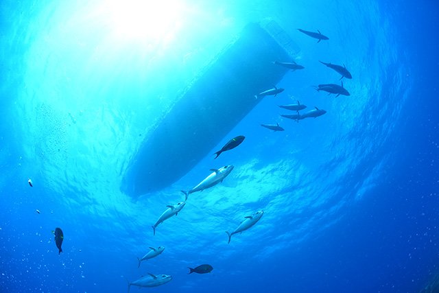 潮の流れの中、泳ぎまわるイソマグロ