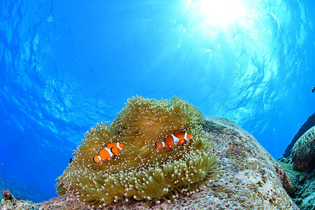 真っ青な海の色に映えるカクレクマノミ