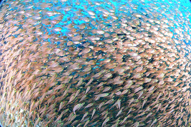 埋め尽くすようなキンメモドキ