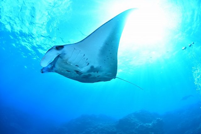 マンタにあえる島 石垣島