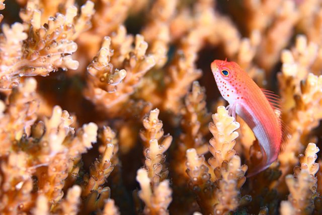 サンゴにちょこんと乗るホシゴンべ