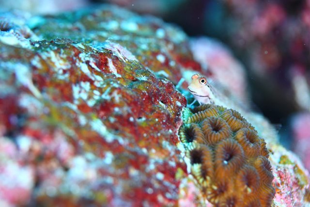 愛嬌あるカエルウオ