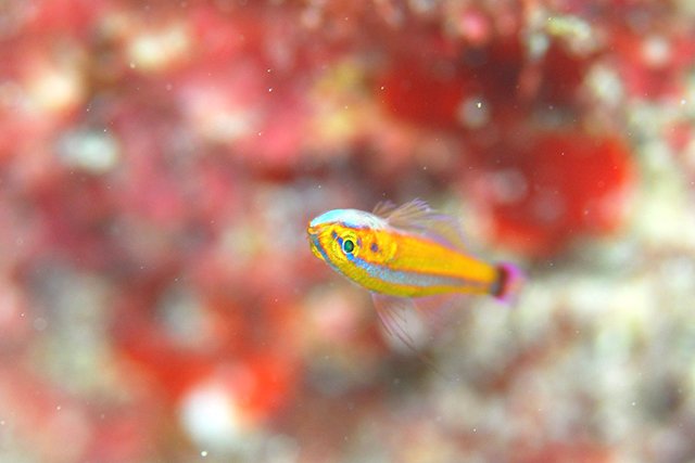 さかさまに泳ぐアオギハゼ