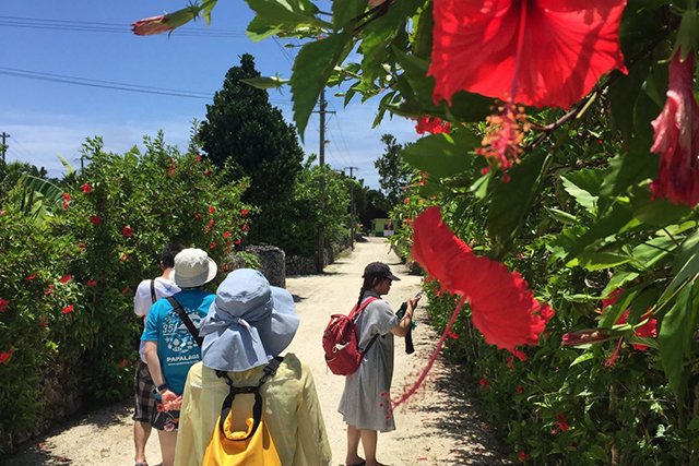 ハイビスカスと小道