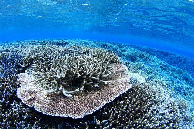 石西礁湖サンゴ