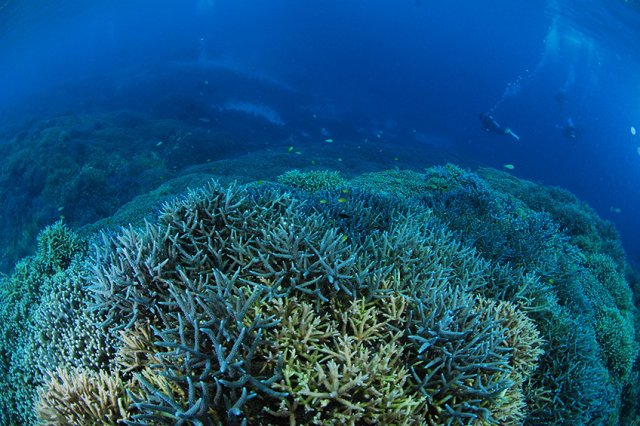 素晴らしい枝サンゴ