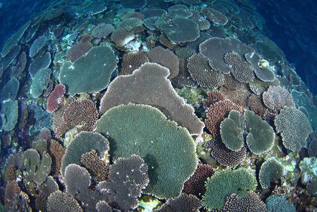 埋め尽くすようなサンゴ