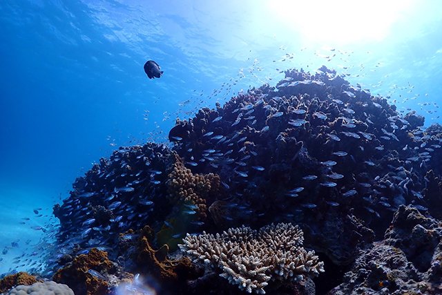 サンゴの周りにはたくさんの小さな魚