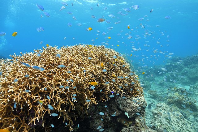 サンゴとカラフルな魚たち