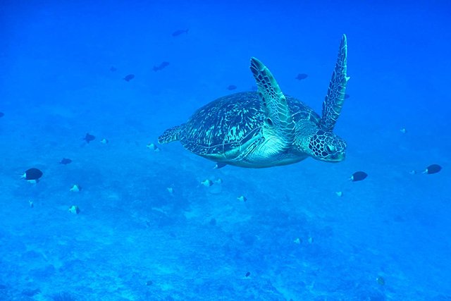 青い海とウミガメ