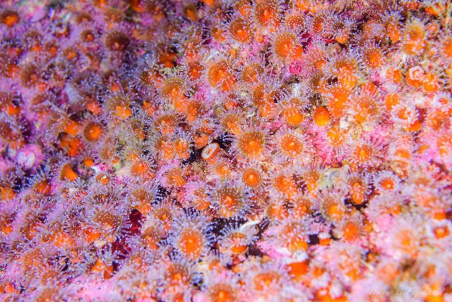 腔腸類が豊かな海